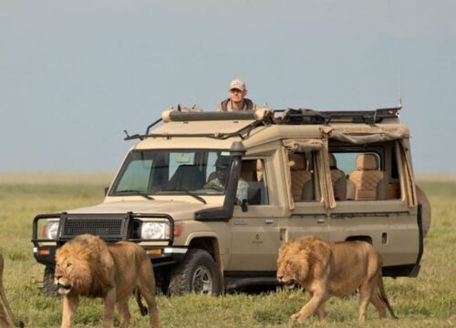 Game Drives On Arrangement